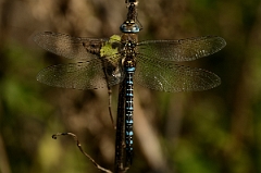 David Plant Photography - Wildlife Photography - Migrant hawker - B